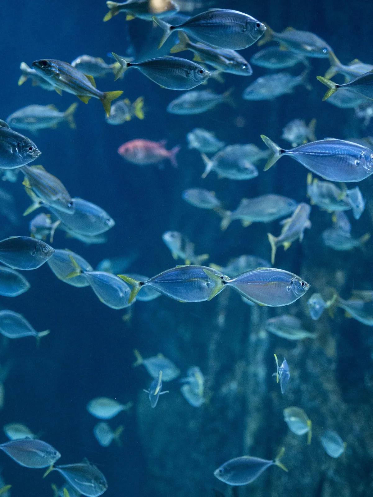 North Carolina Aquarium